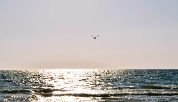 海鷗和海
