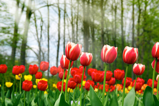 郁金香-美丽的春天花朵