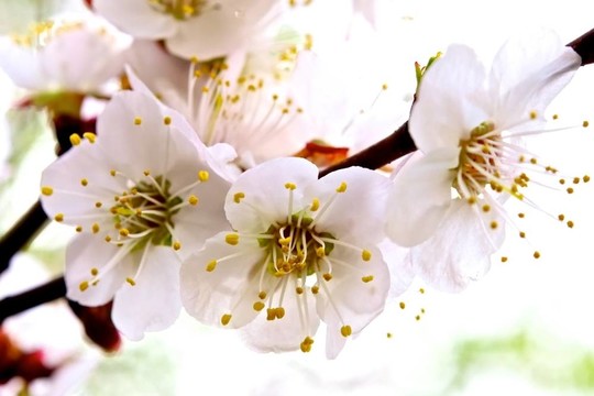 開花的杏樹。