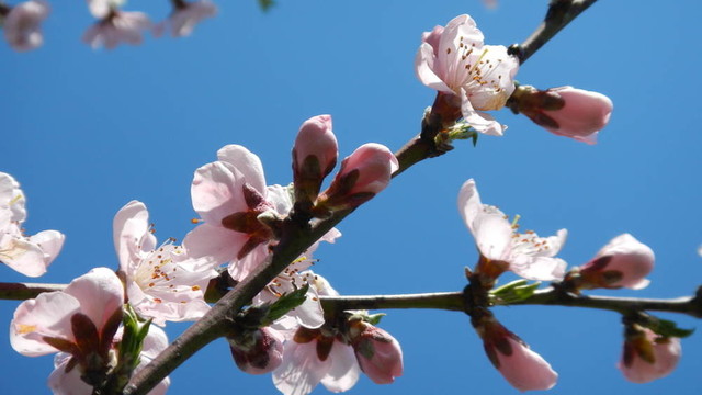桃花