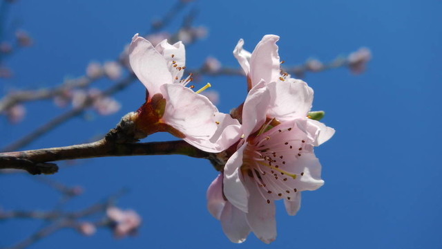 桃花