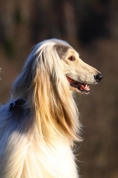 白色的阿富汗獵犬