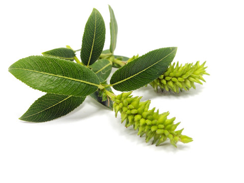 帶葉小分枝