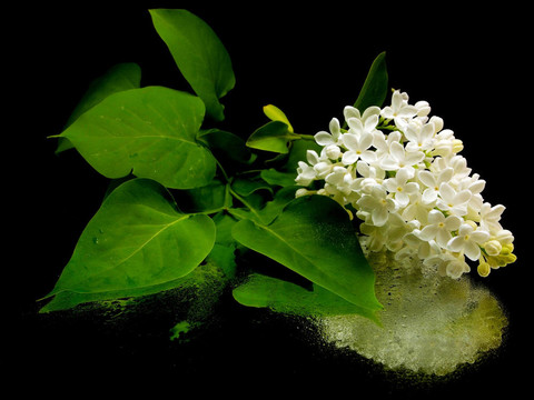 白丁香花