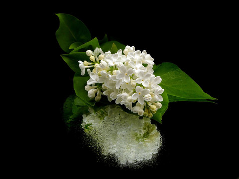 白丁香花