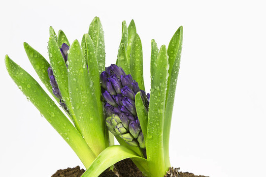 紫色的風(fēng)信子準(zhǔn)備的花