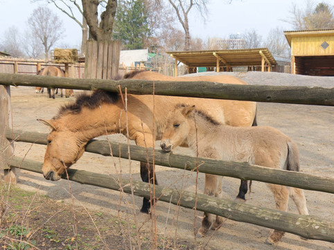 普氏野馬在基輔動物園的馬；烏克蘭