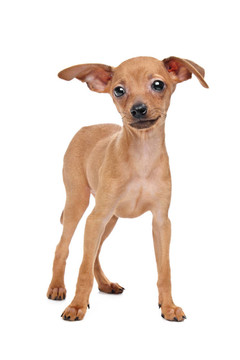 迷你杜賓犬的小狗