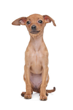 迷你杜賓犬的小狗