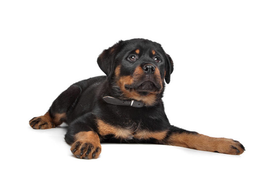 羅威納幼犬