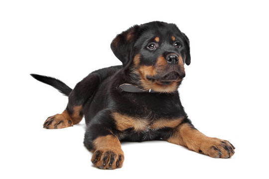 羅威納幼犬