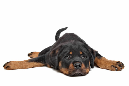 羅威納幼犬