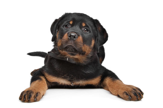 羅威納幼犬