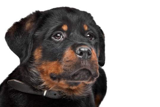 羅威納幼犬