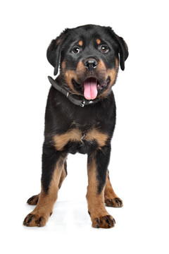 羅威納幼犬