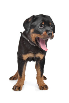 羅威納幼犬