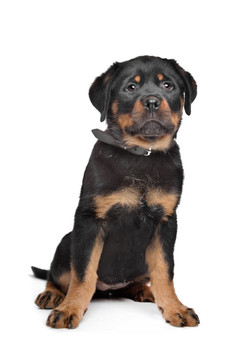 羅威納幼犬