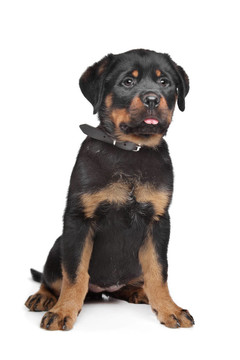 羅威納幼犬