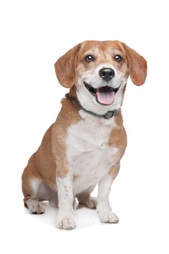 比格犬