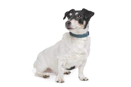 杰克羅素梗犬