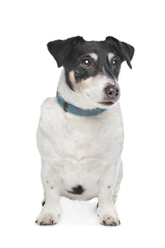 杰克羅素梗犬