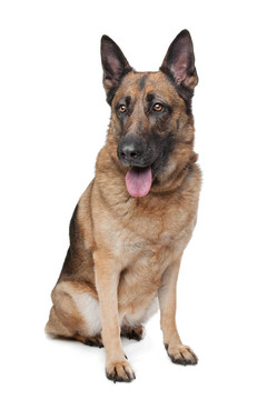德國(guó)牧羊犬