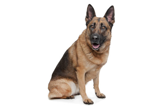 德國牧羊犬