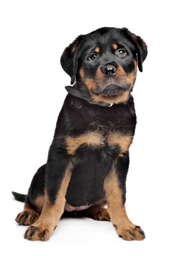 羅威納幼犬