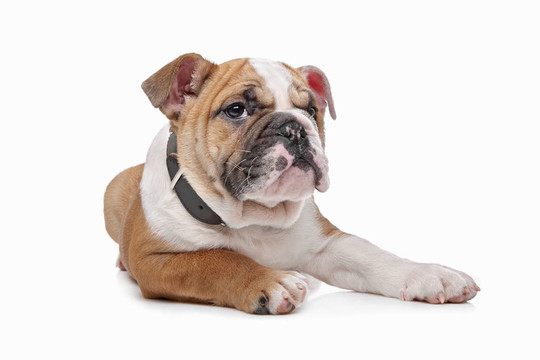 英國斗牛犬