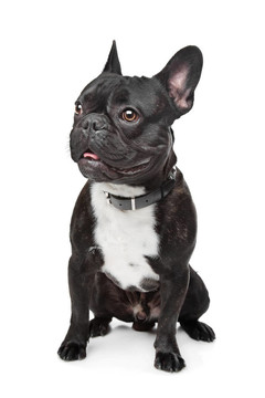 黑色和白色的法國(guó)斗牛犬