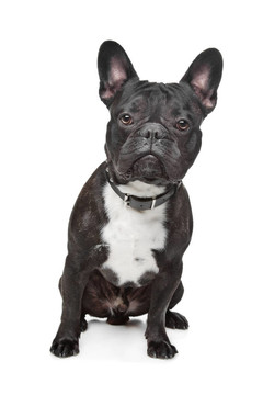 黑色和白色的法國(guó)斗牛犬