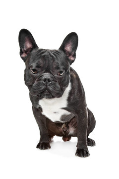 黑色和白色的法國(guó)斗牛犬