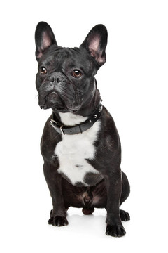 黑色和白色的法國(guó)斗牛犬