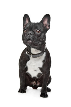 黑色和白色的法國(guó)斗牛犬