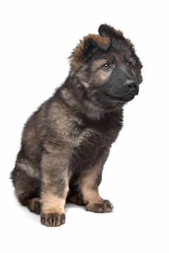 牧羊犬