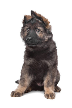 牧羊犬
