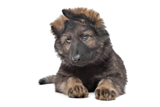牧羊犬