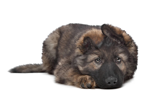 牧羊犬