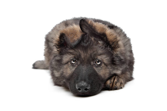 牧羊犬