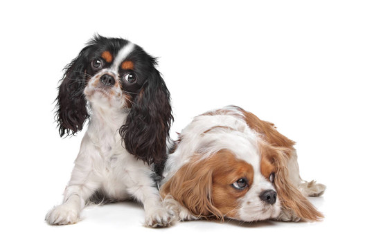 查爾斯王小獵犬D兩