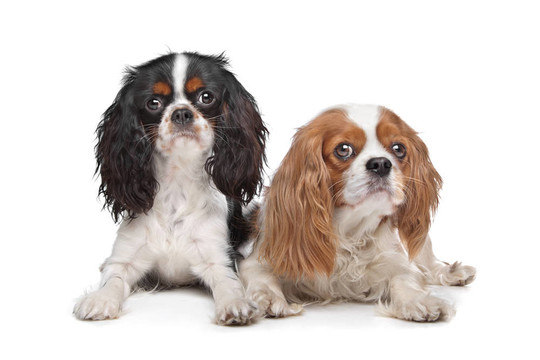 查爾斯王小獵犬狗兩