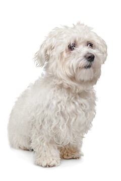 馬爾濟(jì)斯犬