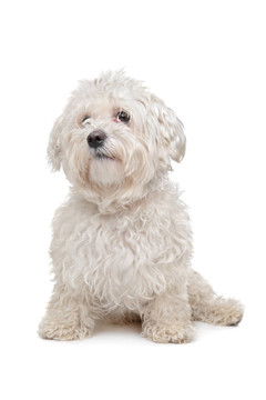 馬爾濟(jì)斯犬