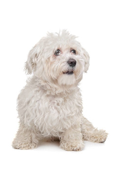 馬爾濟(jì)斯犬