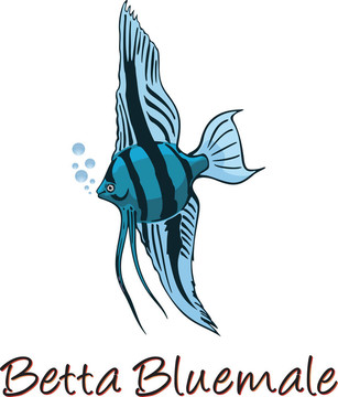 斗魚；彩色插圖