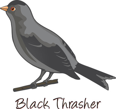 Brown Trasher；彩色插圖