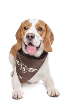 比格犬