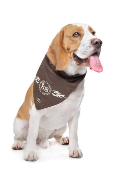 比格犬