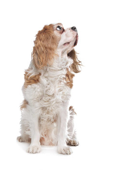 查爾斯王小獵犬
