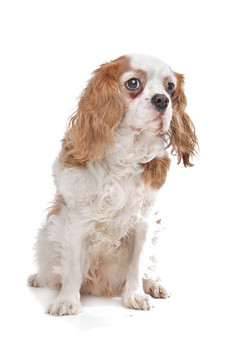 查爾斯王小獵犬